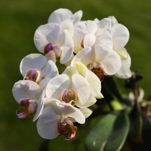 flowers, moth orchids, white flowers, botany, flower background, nature, beautiful flowers, flower wallpaper, horticulture, blossom, flora, close up, orchids