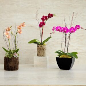 assorted phalaenopsis orchid potted plants