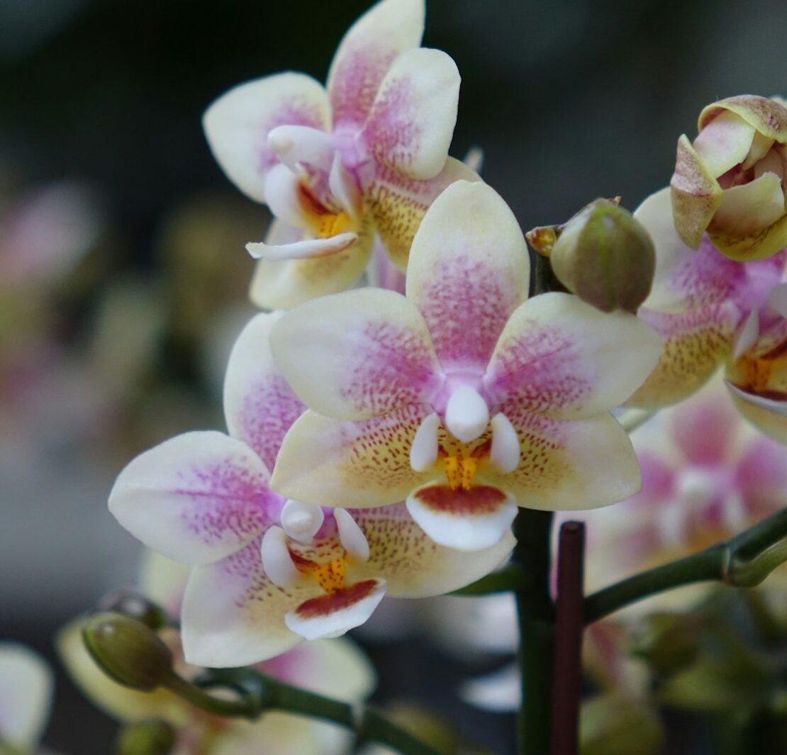 Beautiful orchids in full bloom are pictured.