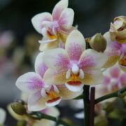 Beautiful orchids in full bloom are pictured.