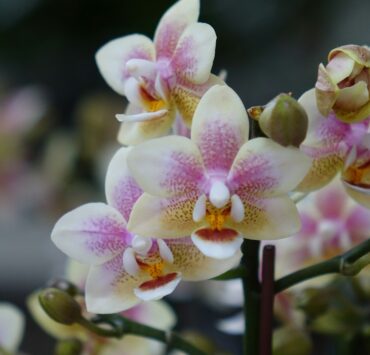 Beautiful orchids in full bloom are pictured.