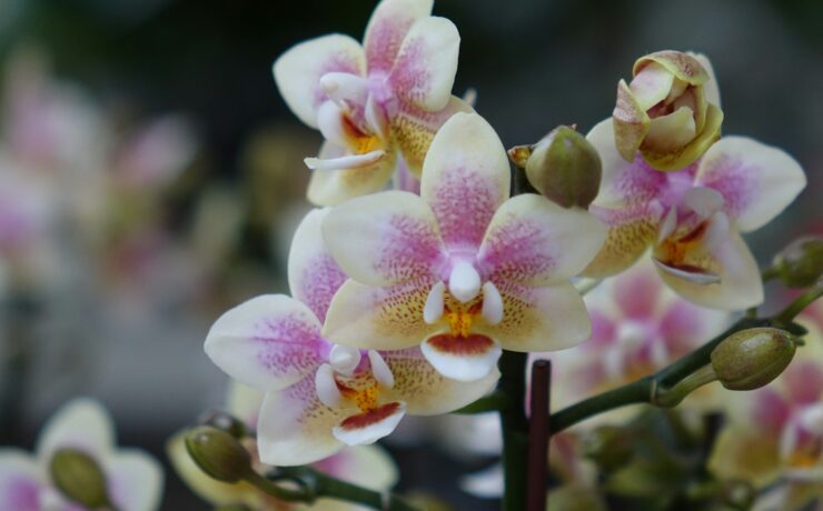 Beautiful orchids in full bloom are pictured.