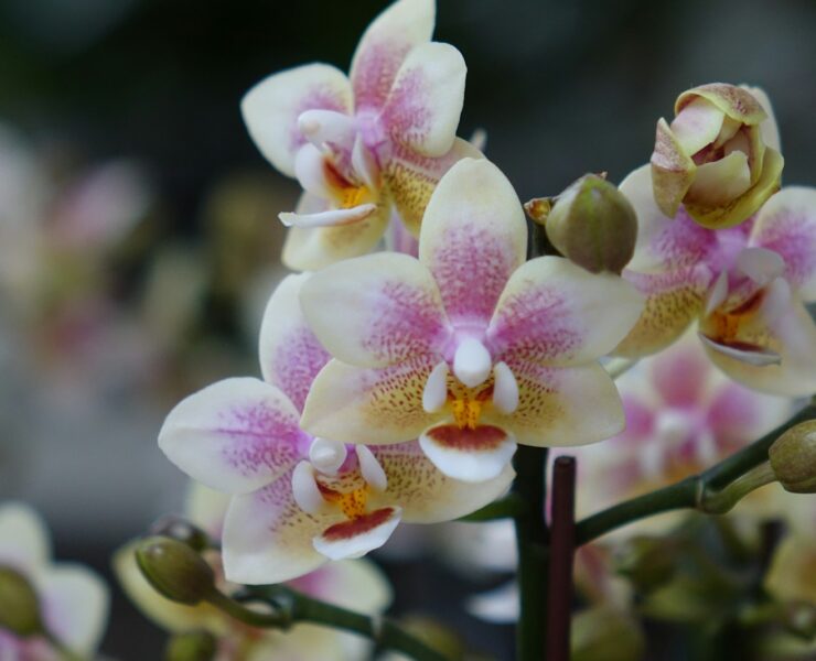 Beautiful orchids in full bloom are pictured.