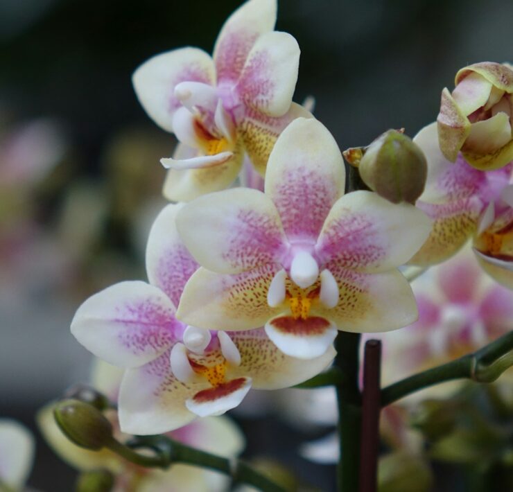 Beautiful orchids in full bloom are pictured.