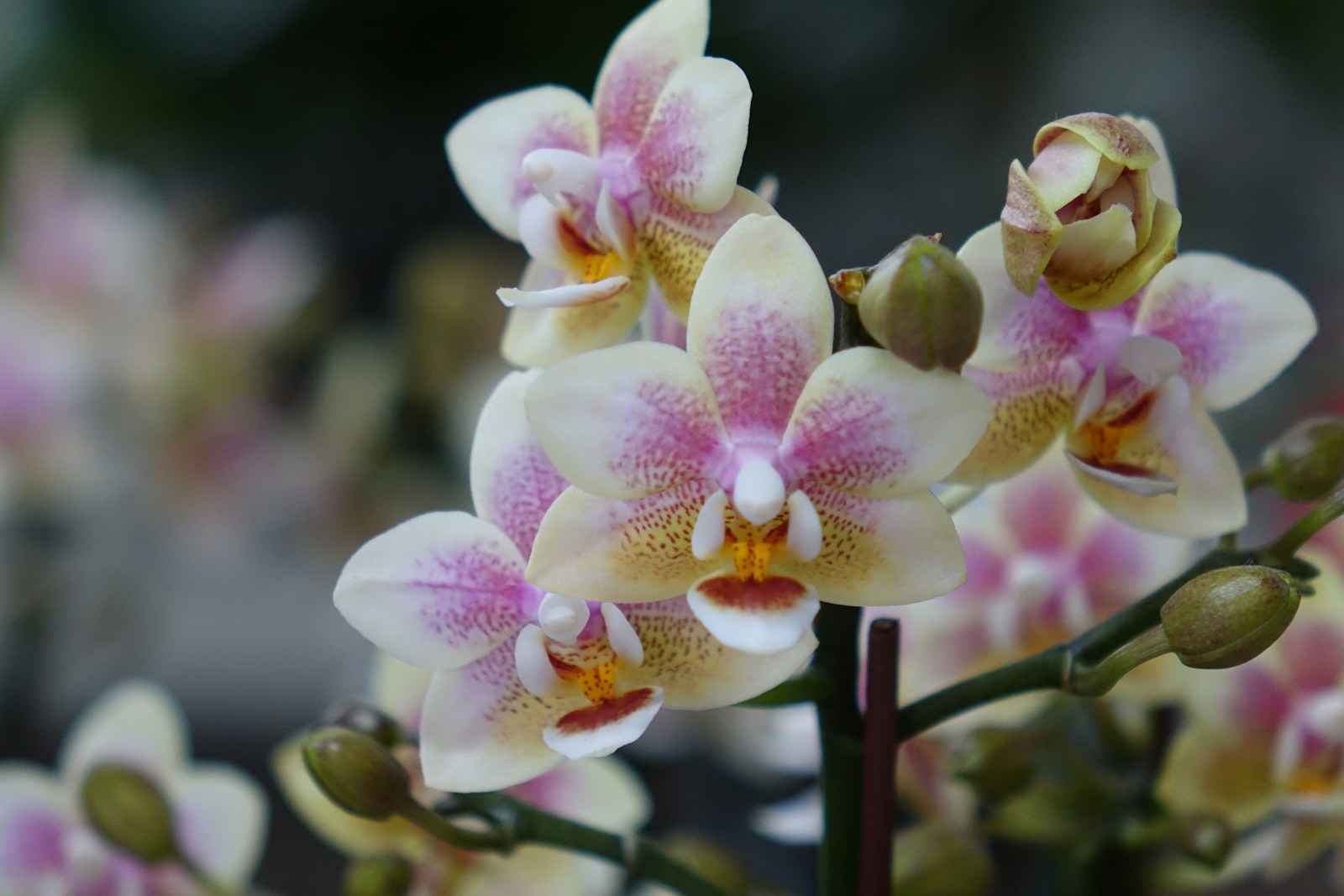 Beautiful orchids in full bloom are pictured.
