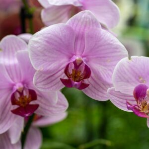 a close up of a flower