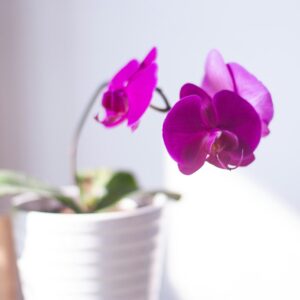a purple flower in a white vase on a table