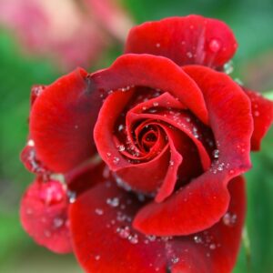 red rose