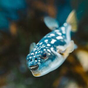 A puffer fish swims gracefully in an aquarium setting with a soft, underwater ambiance.