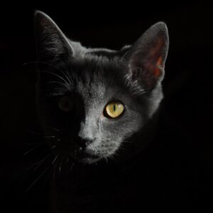 cat, feline, nature, head, cat head, face, cat face, gray cat, portrait, cat portrait, mammal, animal, animal world, domestic cat, pet, cat's eyes