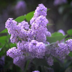 a bunch of purple flowers with green leaves
