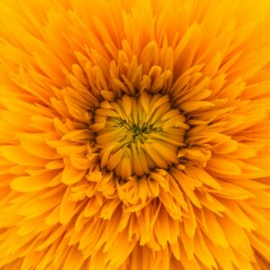 close up photo of yellow clustered flower