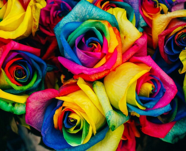 assorted-color petaled flowers