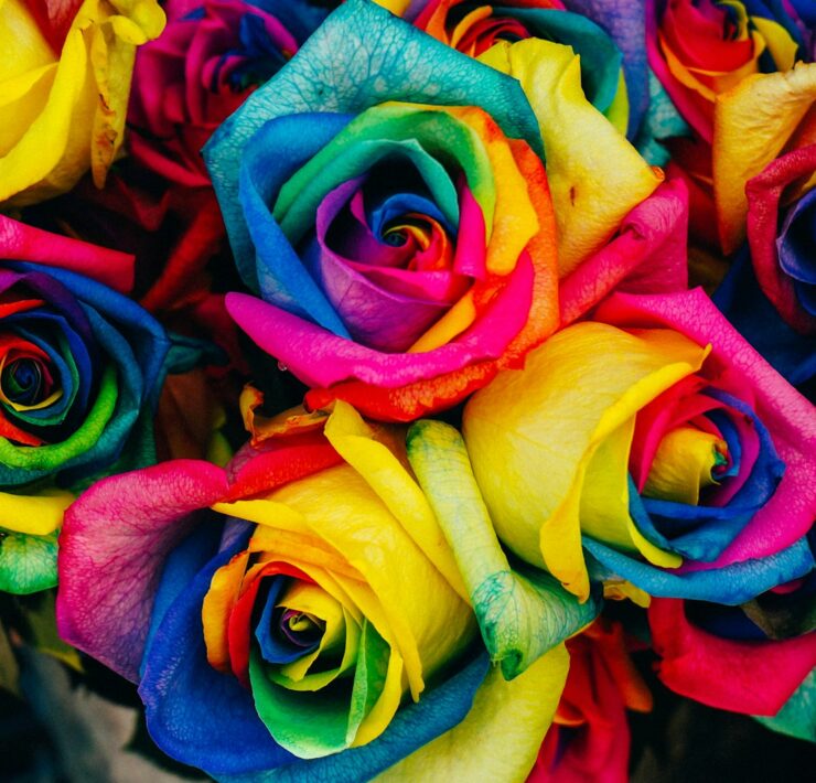 assorted-color petaled flowers