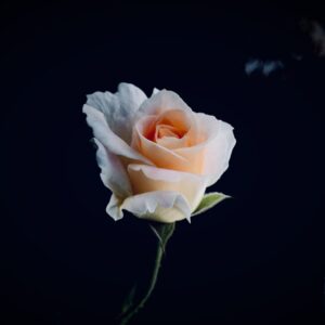 shallow focus photo of white rose