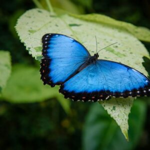 morpho butterfly
