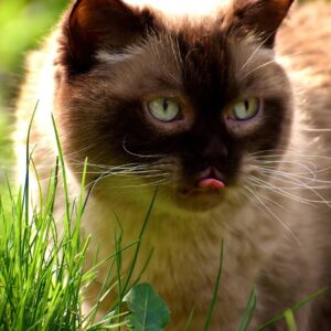gato british shorthair comendo plantinhas