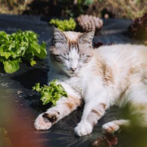 gato deitado cochilando ao lado de pés de alface em uma plantação
