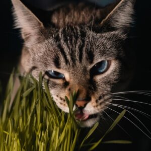 gato de olhos azuis comendo grama