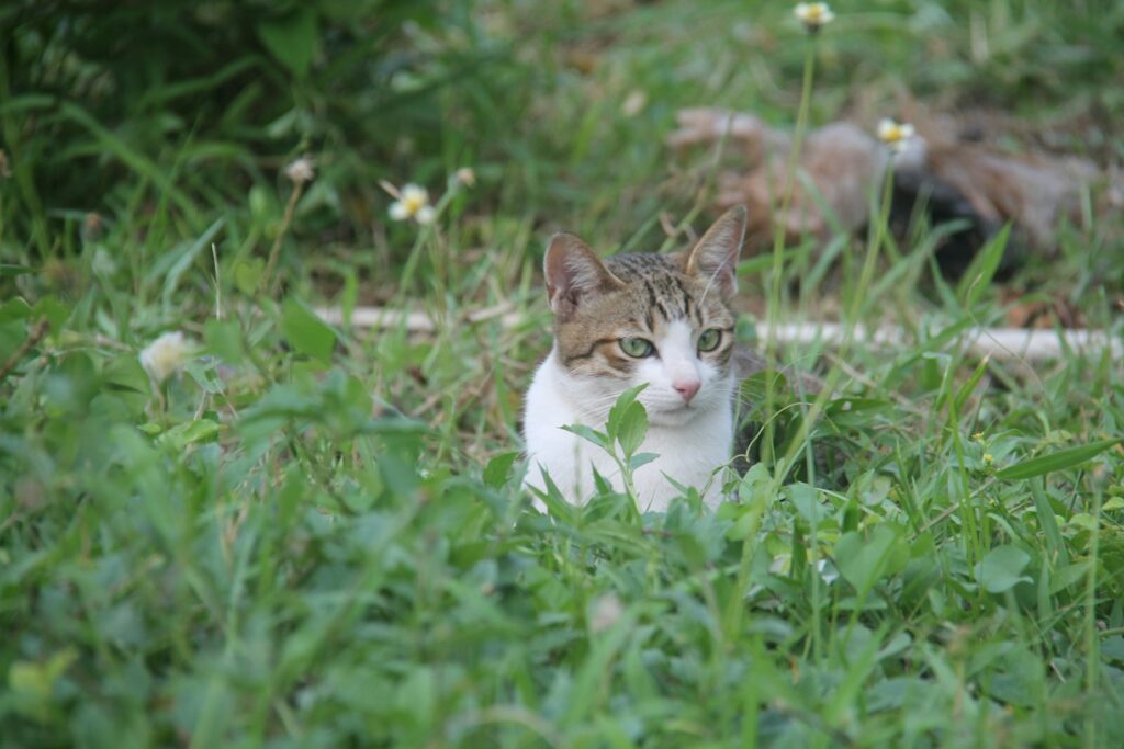 gato deitado na grama com olhar atento