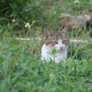 gato deitado na grama com olhar atento