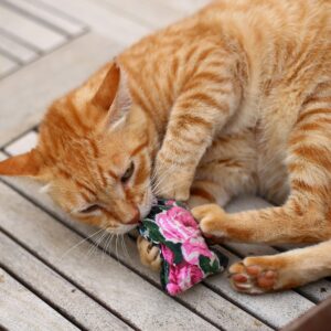 gato deitado em um deck de madeira comendo valeriana
