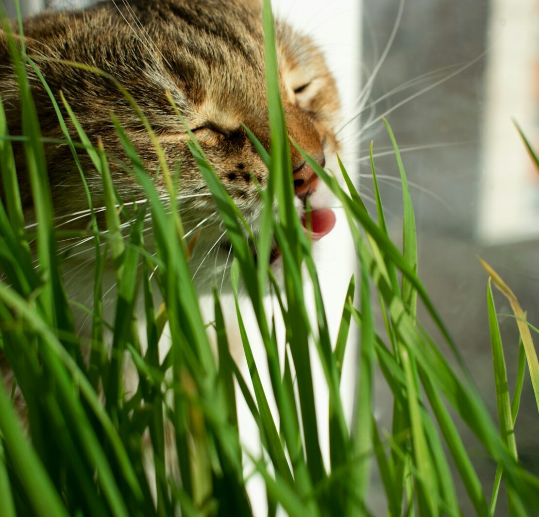 gato lambendo brotos de grama