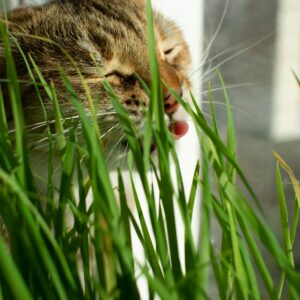 gato lambendo brotos de grama