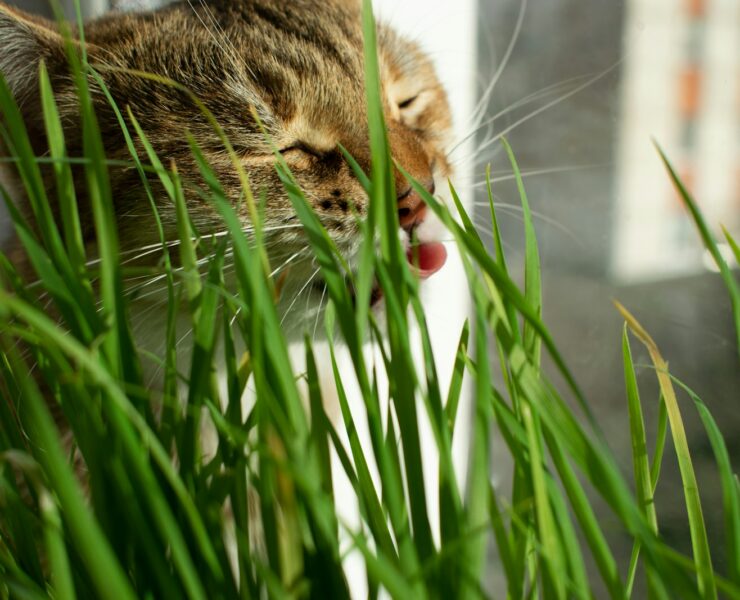 gato lambendo brotos de grama