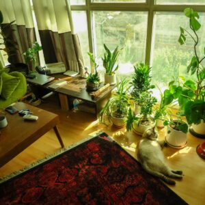 Cozy room with lots of plants and a cat.