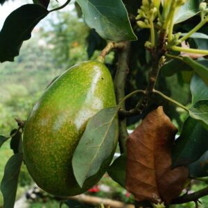 avocado, tree avocado, avocado, avocado, avocado, avocado, avocado