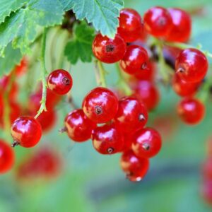 currants, fruits, berries, food, harvest, vitamins, ripe, healthy, organic, produce, fresh, red currants, currants, currants, fruits, fruits, fruits, berries, berries, berries, berries, berries, food, harvest