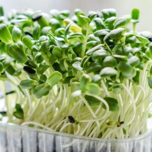 microgreen, sprouts, plants, nature, vegetables, botany