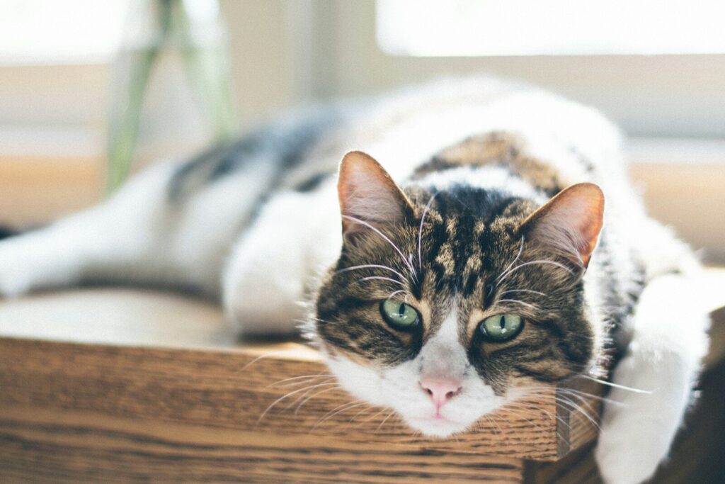 gato idoso deitado na mesa