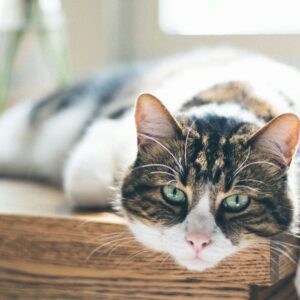 gato idoso deitado na mesa