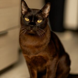 Birmanês