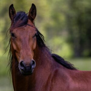 Cavalo: 2002, 1990, 1978, 1966