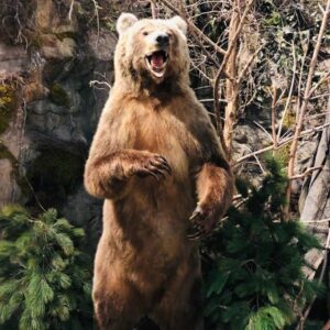 brown grizzly bear
