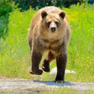 A majestic brown bear walking on a natural pathway surrounded by lush greenery.