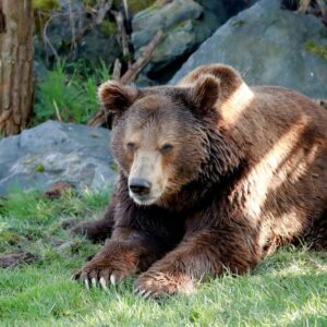 A grizzly bear relaxes on grass in a forest clearing, surrounded by rocks.