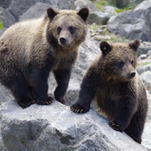 bear, bear cub, nature, bear, bear, bear, bear cub, bear cub, bear cub, bear cub, bear cub