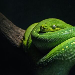serpente: 2001, 1989, 1976, 1964