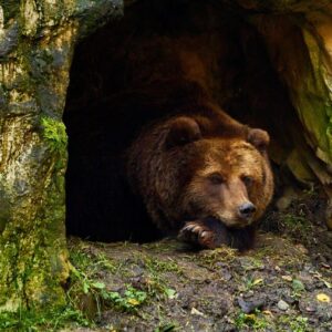bear, brown bear, hibernation, wildlife, nature, bear's den, mammal, hibernation, hibernation, hibernation, hibernation, hibernation