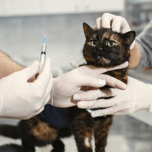 gato no veterinário