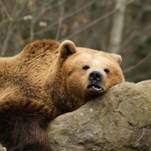 A calm brown bear rests on rocks surrounded by a forest, showcasing nature's tranquility.