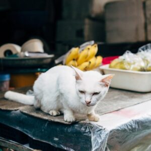 cat, feline, animal, jumping, pet, cute, domestic animal, white cat, thai