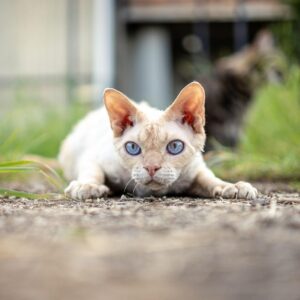 Devon Rex