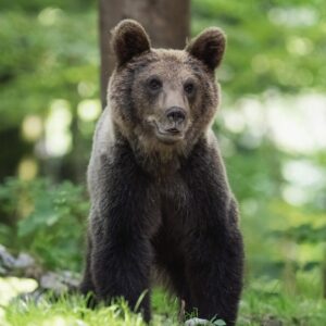 bear, nature, forest, trees, animal, woods, wildlife, wild animal, bear, bear, bear, bear, bear