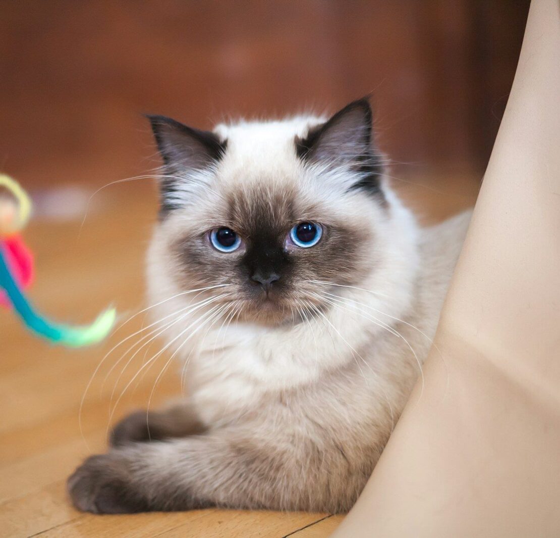 Ragdoll
