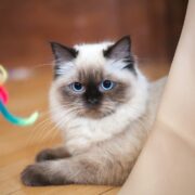 Ragdoll